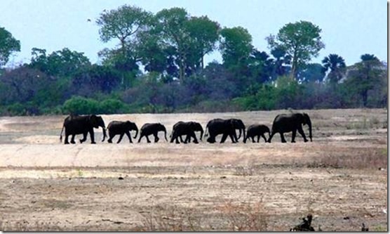 Elephant Return