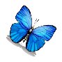 Blue Butterfly